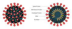 A diagram of the virus that causes COVID-19.