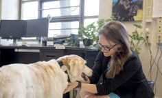 La Dra. Marguerite E. O'Haire explora cómo los perros de servicio podrían ayudar a los veteranos.